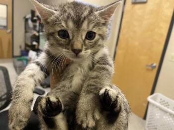 Domestic Short Hair Cats Available for Adoption in Modesto, California - A609550 | PetCurious