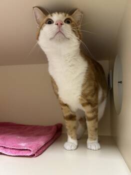 Domestic Short Hair Cats Available for Adoption in Lancaster, Pennsylvania - Buster | PetCurious