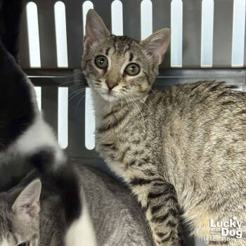 Rescue Domestic Short Hair Cats for Adoption in Washington, District Of Columbia - Wonka | PetCurious