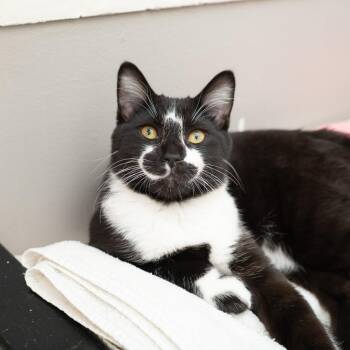 Domestic Short Hair Cats Available for Adoption - Zebra | PetCurious