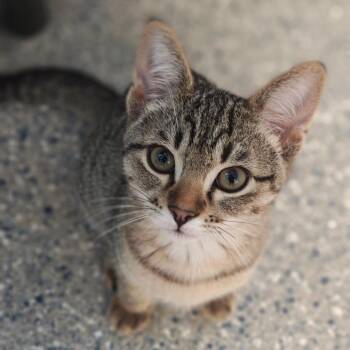Burger -  Domestic Short Hair Cat Available for Adoption in Hendersonville, North Carolina - Burger | PetCurious