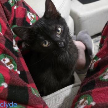 Clyde -  Domestic Short Hair Cat for Adoption in Sandy Springs, Georgia - Clyde | PetCurious