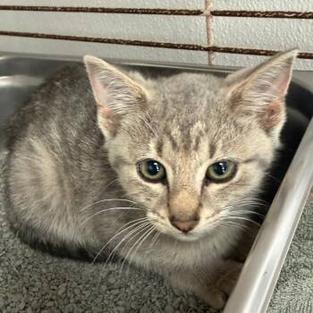 Lorelai (Orange) -  Domestic Short Hair Cat for Adoption in Blairsville, Georgia - Lorelai (Orange) | PetCurious