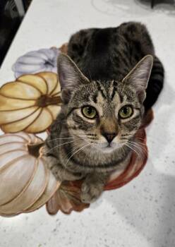 Rousey (Residing in a Foster Home) -  Domestic Short Hair Cat for Adoption in Myerstown, Pennsylvania - Rousey (Residing In A Foster Home) | PetCurious