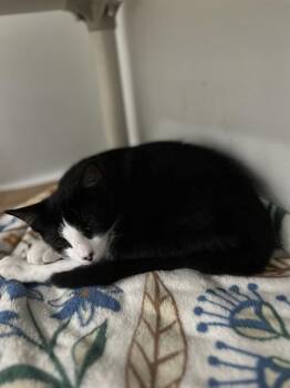 TOUPEE -  Domestic Short Hair Cat for Adoption in Boston, Massachusetts - TOUPEE | PetCurious