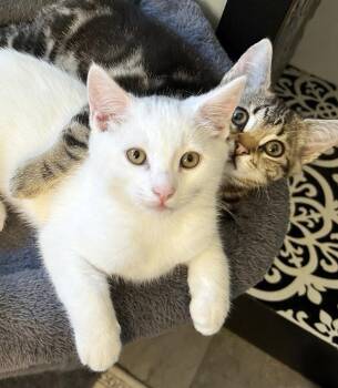 Cosmo -  Domestic Short Hair Cat for Adoption in Alameda, California - Cosmo | PetCurious