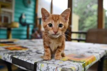 Cattain America -  Domestic Short Hair Cat for Adoption in Hermitage, Pennsylvania - Cattain America | PetCurious