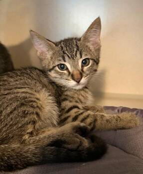Aelin -  Domestic Short Hair Cat for Adoption in Los Angeles, California - Aelin | PetCurious