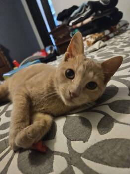 Domestic Short Hair Cats Available for Adoption - Pip | PetCurious