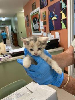 Domestic Medium Hair Cats Available for Adoption in Burnsville, North Carolina - Ibis | PetCurious
