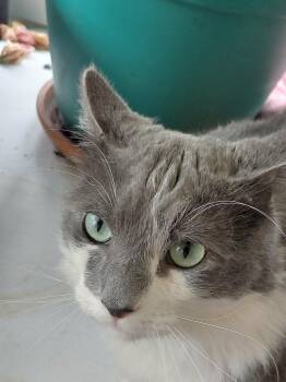 Domestic Long Hair Cats Available for Adoption in Minneapolis, Minnesota - Oliver | PetCurious