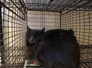 Domestic Medium Hair Cats Available for Adoption in Modesto, California - SUGAR | PetCurious