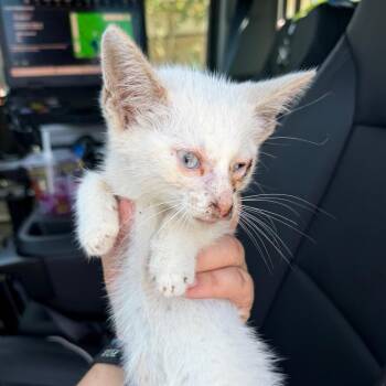Sushi -  Domestic Short Hair Cat for Adoption in Greensboro, North Carolina - Sushi | PetCurious