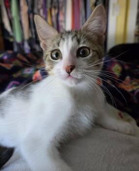 Joanie (bonded with Richie) -  Domestic Short Hair Cat for Adoption in Silverton, Oregon - Joanie (bonded With Richie) | PetCurious