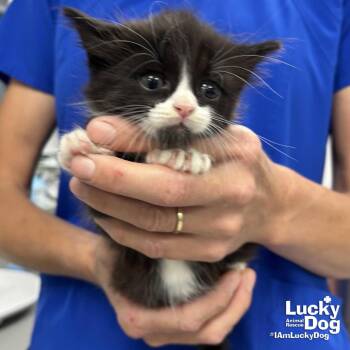 Domestic Medium Hair Cats Available for Adoption in Washington, District Of Columbia - Zeke | PetCurious