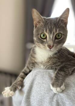 Rescue Domestic Short Hair Cats for Adoption in Amboy, Illinois - Ringo | PetCurious