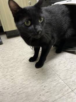 Achilles A219250 -  Domestic Short Hair Cat for Adoption in Plano, Texas - Achilles A219250 | PetCurious