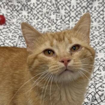 Cosmo -  Domestic Short Hair Cat for Adoption in Auburn, Nebraska - Cosmo | PetCurious