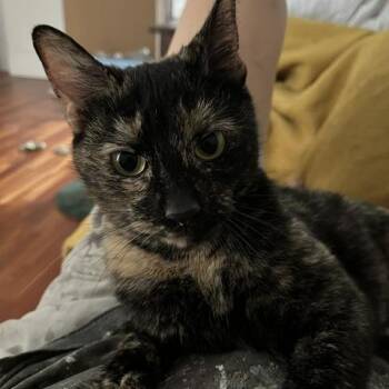 Magnolia -  Domestic Short Hair Cat Available for Adoption in St. Louis, Missouri - Magnolia | PetCurious