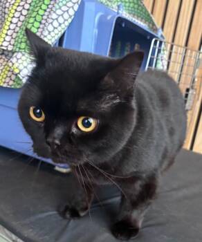 Exotic Shorthair Cats Available for Adoption in Grand Rapids, Michigan - Nyx | PetCurious
