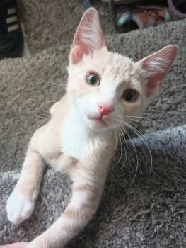 Remi -  Domestic Short Hair Cat for Adoption in Ogden, Utah - Remi | PetCurious