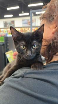 Mason -  Domestic Short Hair Cat for Adoption in Burnaby, British Columbia - Mason | PetCurious