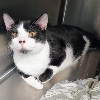 Rollie -  Domestic Short Hair Cat for Adoption in Davenport, Iowa - Rollie | PetCurious