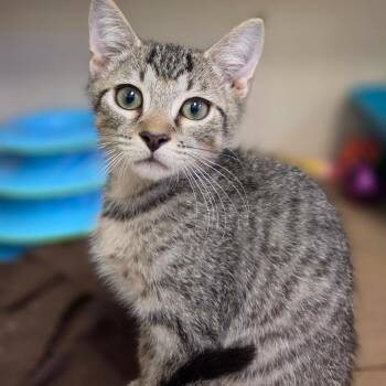 Sevier -  Domestic Short Hair Cat for Adoption in New York, New York - Sevier | PetCurious