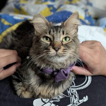 Boba -  Domestic Medium Hair Cat for Adoption in Villa Park, California - Boba | PetCurious