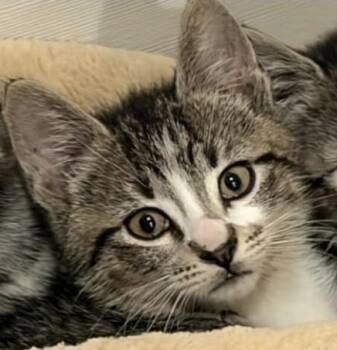 BammBamm -  Domestic Short Hair Cat for Adoption in Wantagh, New York - BammBamm | PetCurious