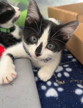 Rescue Domestic Short Hair Cats for Adoption in Fishers, Indiana - Cosmic Crisp | PetCurious
