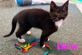 EMILY & OLIVIA -  Domestic Short Hair Cat for Adoption in Schnecksville, Pennsylvania - EMILY & OLIVIA | PetCurious