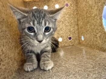 Yelena -  Domestic Short Hair Cat for Adoption in Fairfax, Virginia - Yelena | PetCurious
