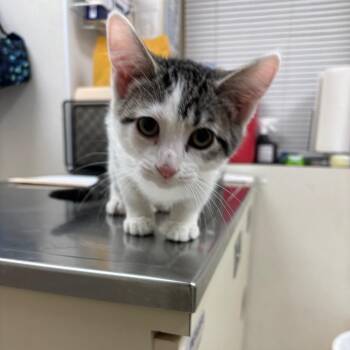 Domestic Short Hair Cats Available for Adoption - Mary Ann | PetCurious