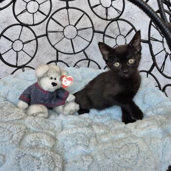 Paddington Bear -  Domestic Short Hair Cat Available for Adoption in Tucson, Arizona - Paddington Bear | PetCurious