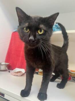 Domestic Short Hair Cats Available for Adoption in Manassas, Virginia - Scooby Doo (ID 51184/1334) | PetCurious