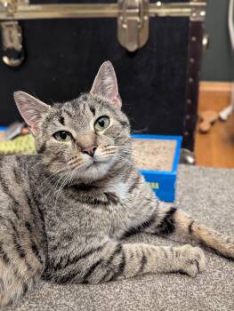 Maeve -  Tabby and Tiger Cat for Adoption in Billerica, Massachusetts - Maeve | PetCurious