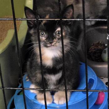 Turtle -  Domestic Short Hair Cat for Adoption in Redwood Valley, California - Turtle | PetCurious