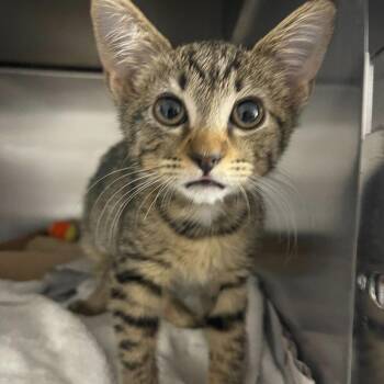 Independence -  Domestic Short Hair Cat for Adoption in Valdosta, Georgia - Independence | PetCurious