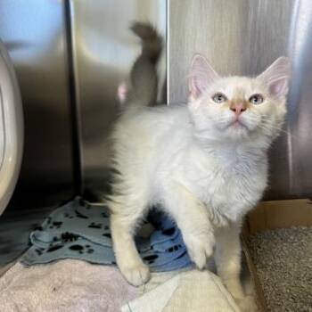 Eli -  Domestic Medium Hair Cat for Adoption in Richmond, Virginia - Eli | PetCurious