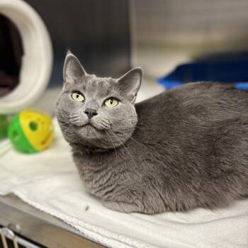 Moonlight -  Domestic Short Hair Cat for Adoption in Fargo, North Dakota - Moonlight | PetCurious