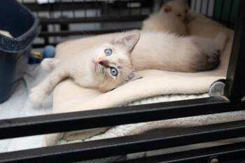 Franny -  Domestic Short Hair and Siamese Cat for Adoption in Los Angeles, California - Franny | PetCurious