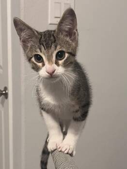 Boots 3753 -  Domestic Short Hair Cat for Adoption in Dallas, Texas - Boots 3753 | PetCurious