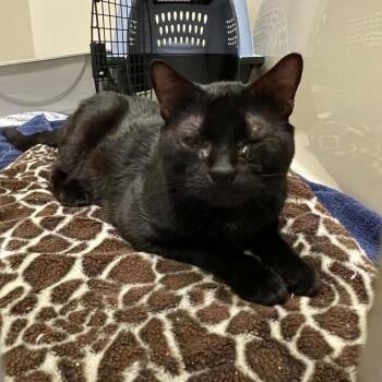 Busch -  Domestic Medium Hair Cat for Adoption in St. Helena, California - Busch | PetCurious