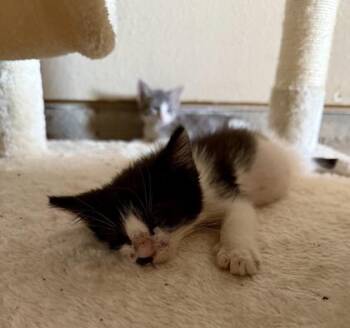 Cherry Red (pre adopt) -  Domestic Short Hair Cat for Adoption in Fort Worth, Texas - Cherry Red (pre Adopt) | PetCurious
