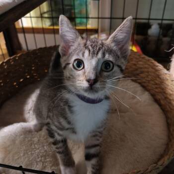 Purple (Excavator) -  Domestic Short Hair Cat for Adoption in Greensboro, North Carolina - Purple (Excavator) | PetCurious