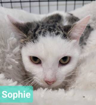 Sophie -  Domestic Short Hair Cat for Adoption in Richmond, Indiana - Sophie | PetCurious
