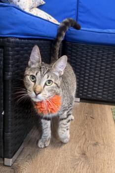 Astro -  Domestic Short Hair Cat for Adoption in Plant City, Florida - Astro | PetCurious
