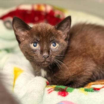 Della -  Domestic Short Hair Cat Available for Adoption in Cumming, Georgia - Della | PetCurious