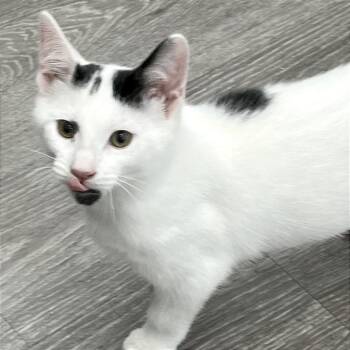 Biscuits -  Domestic Short Hair Cat for Adoption in Traverse City, Michigan - Biscuits | PetCurious